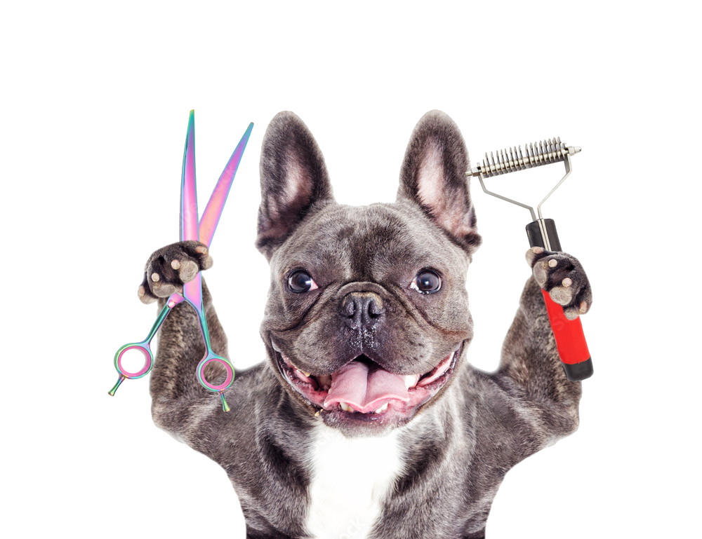 French bulldog holding dog grooming scissors and a brush