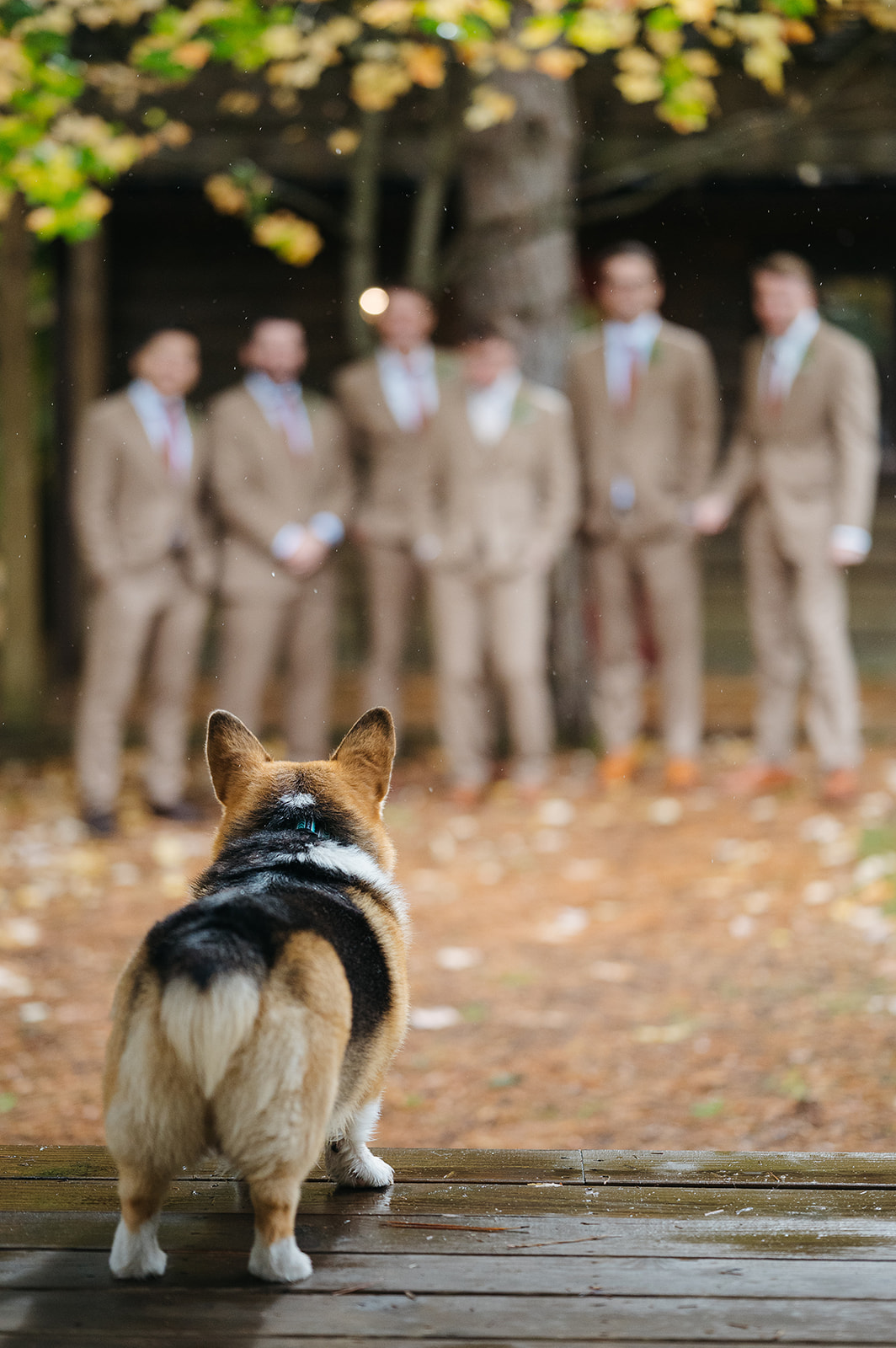 Dog watching the wedding party outdoors