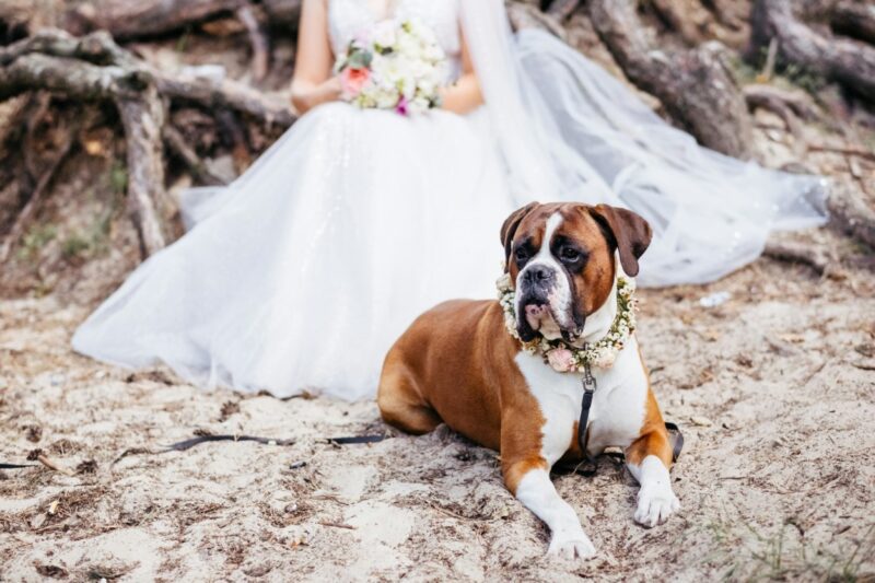 Dog wearing a floral collar beside a bride