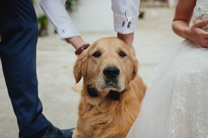 Golden retriever wearing a black bow tie at a wedding