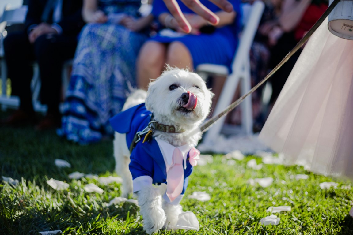 Small white dog in a blue wedding outfit beside a bridesmaid