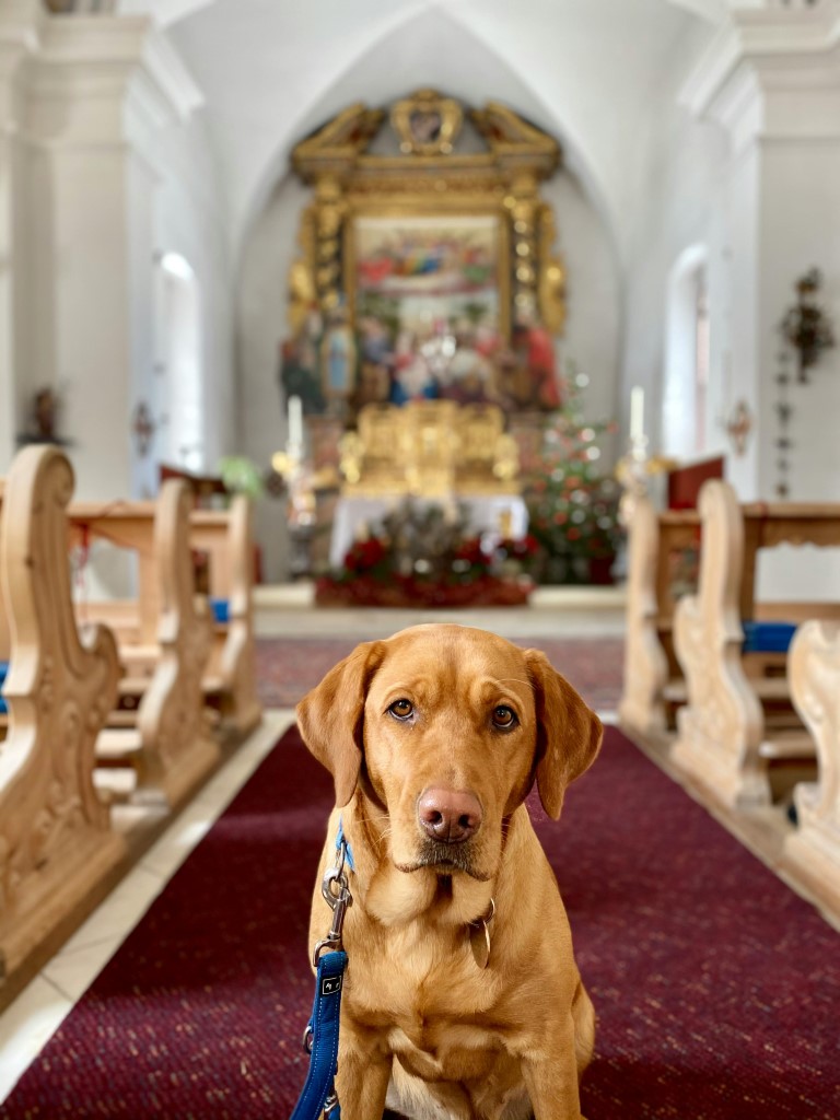 Leashed brown dog standing in the aisle of a church