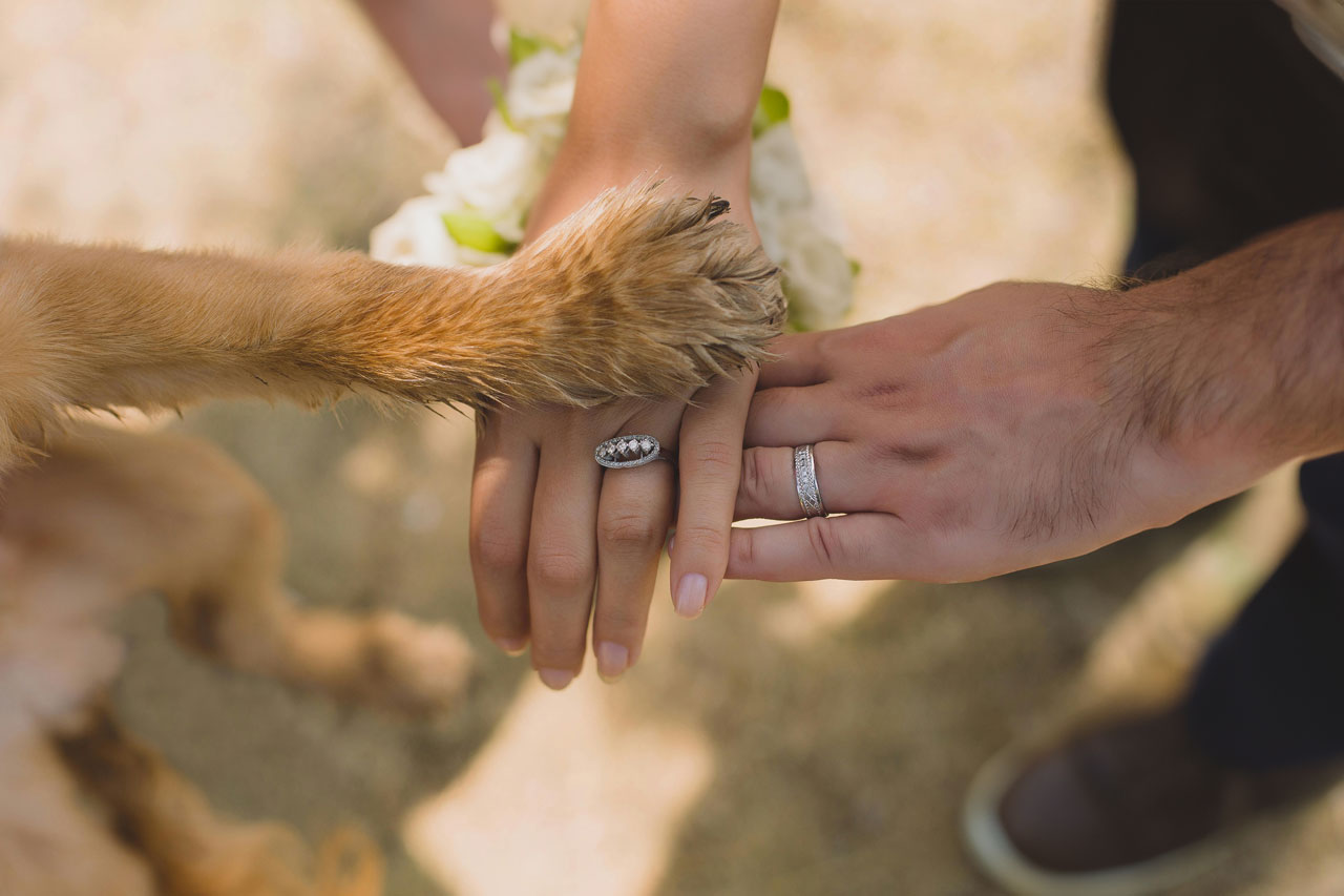 Couple stacking hands with their dog’s paw at a wedding