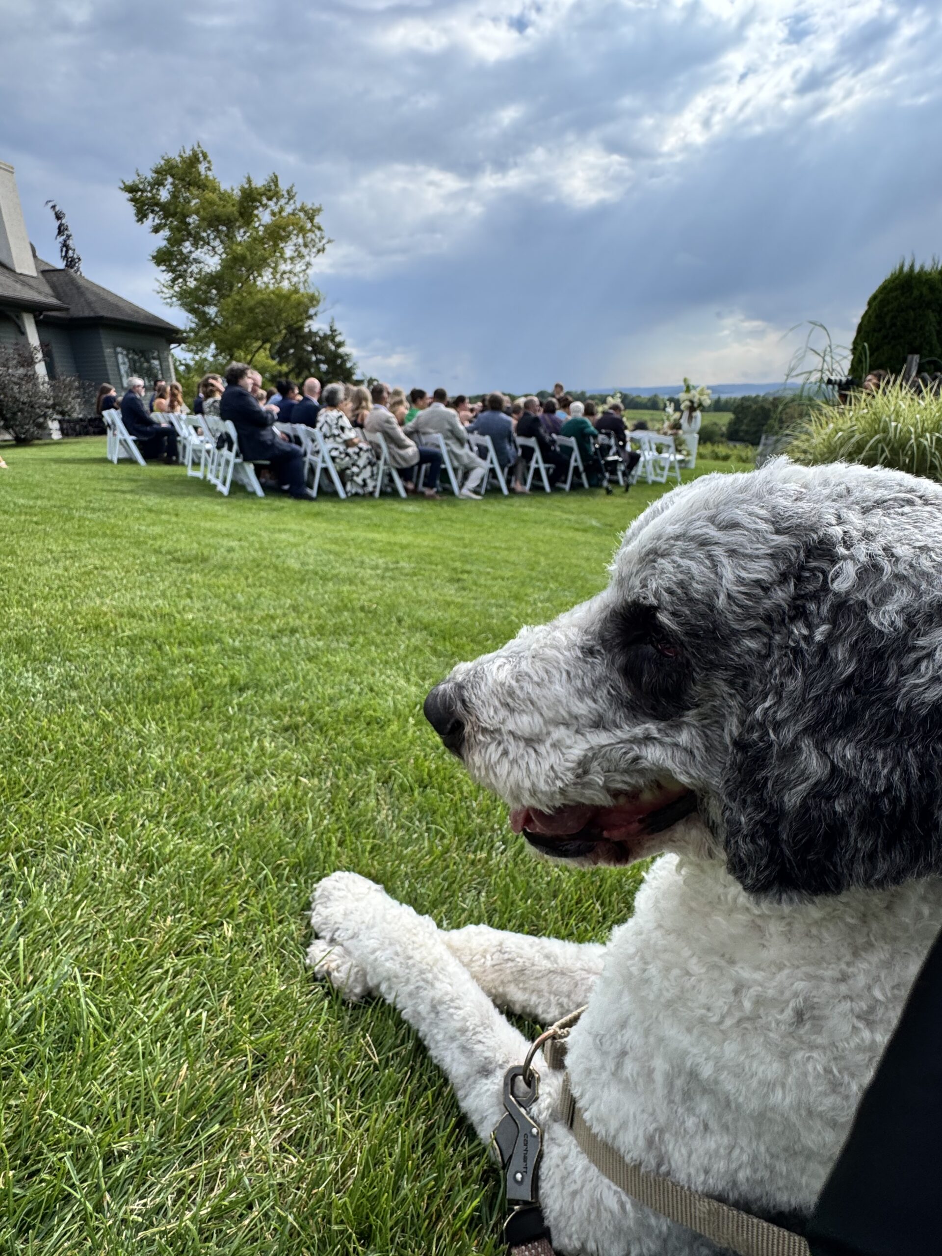 Katie and Logan’s dog on the lawn with their Chateau Chantal wedding ceremony behind him