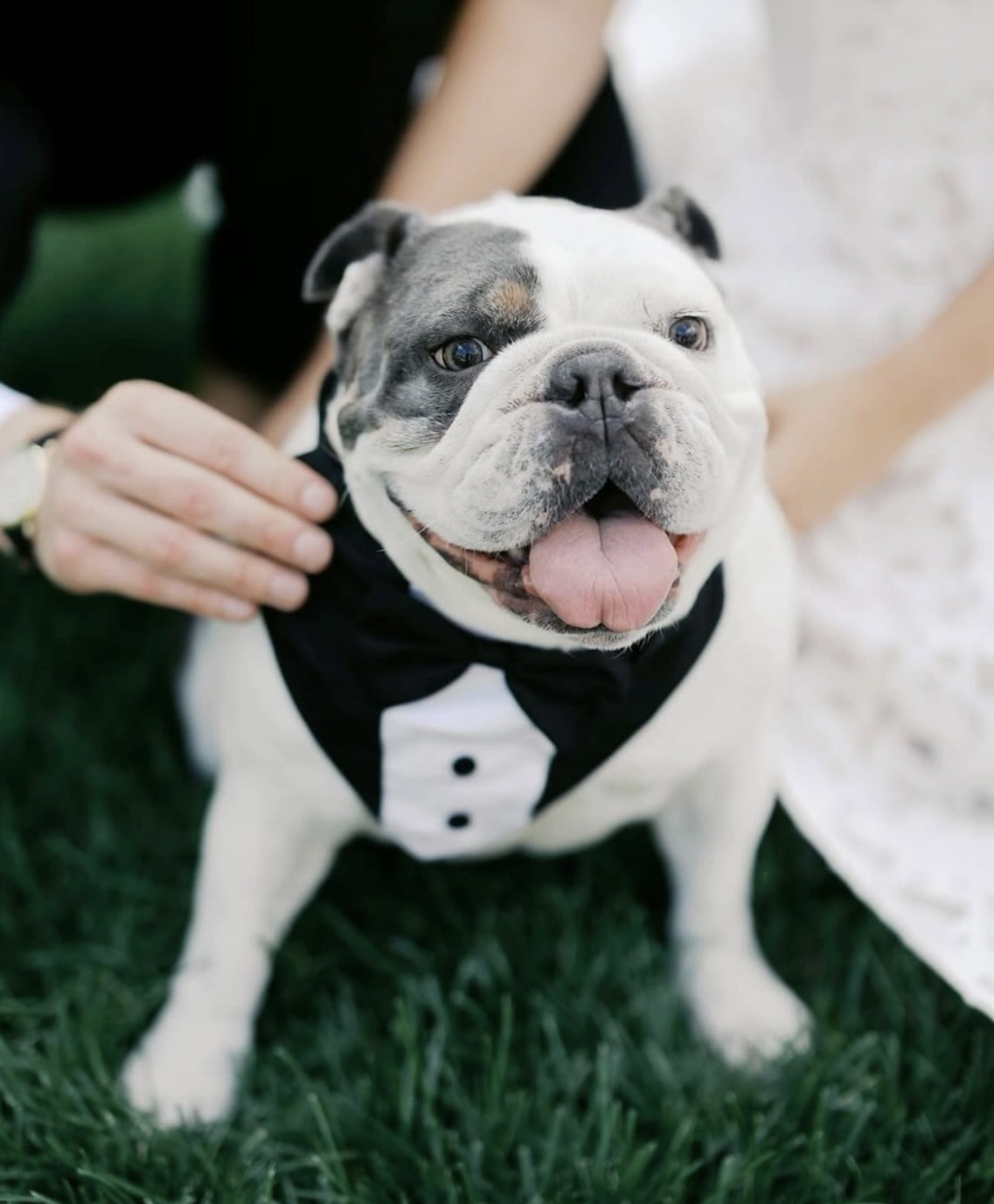 Lauren and Evan’s bulldog wearing a tuxedo on their wedding day