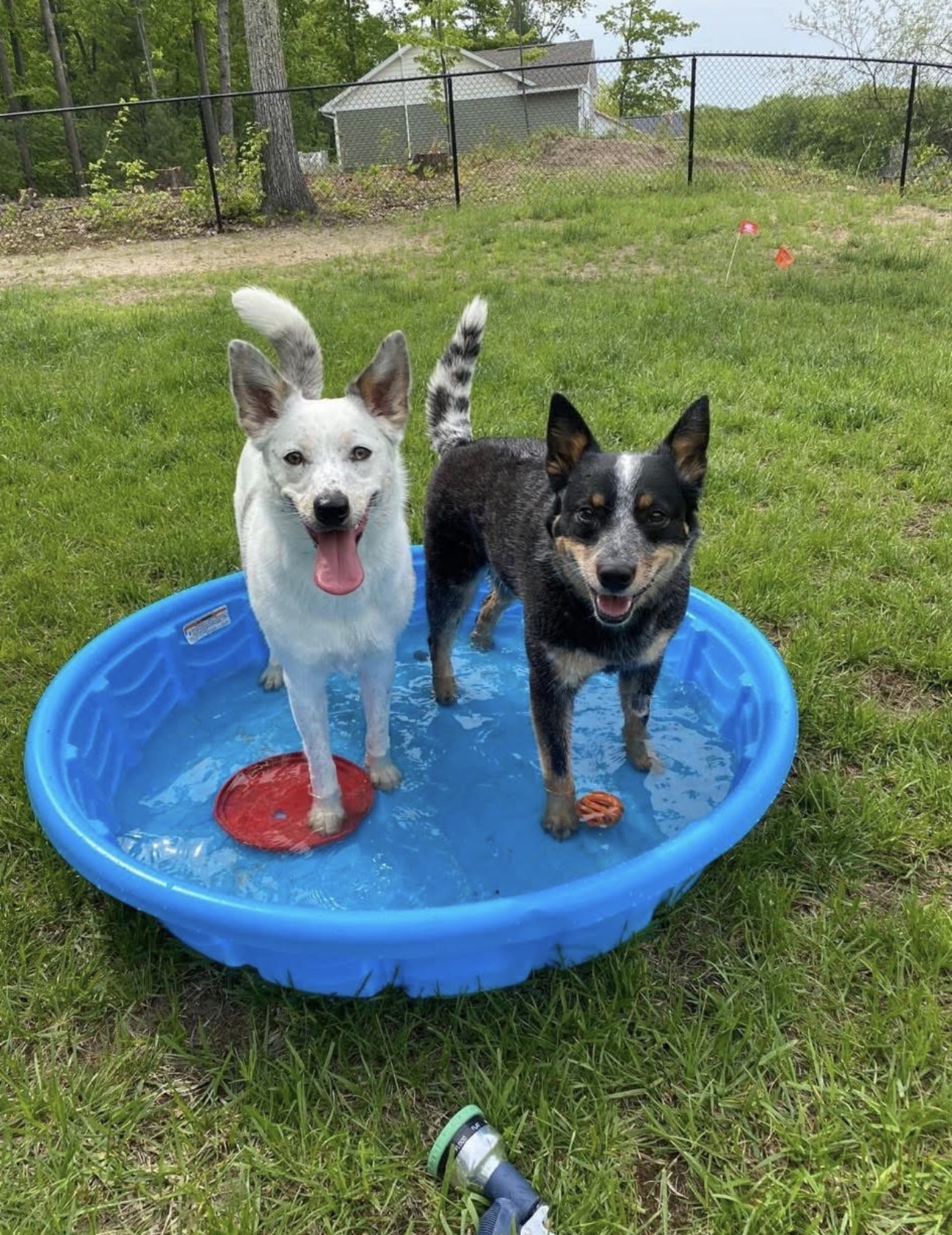 Zoey and Skye standing in a blue paddling pool in their backyard